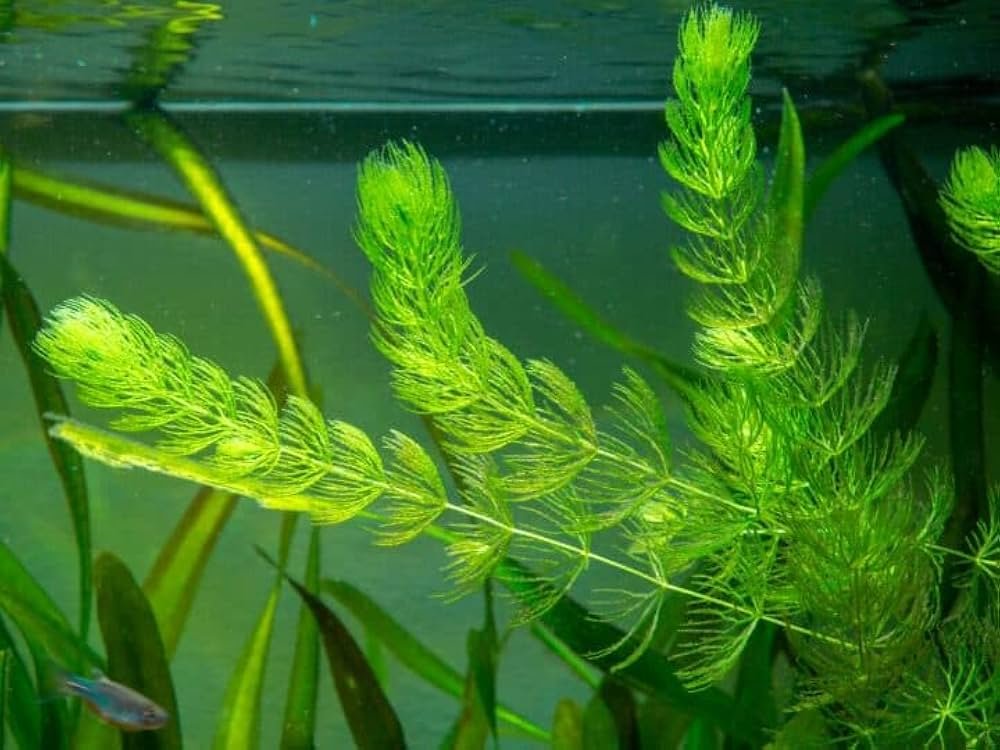 Hornwort (Ceratophyllum demersum)